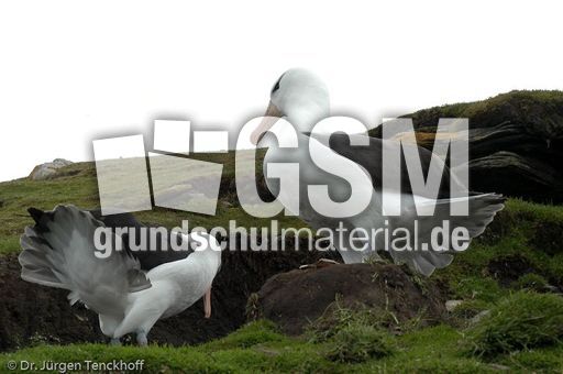 Schwarzbrauenalbatros (27 von 52).jpg